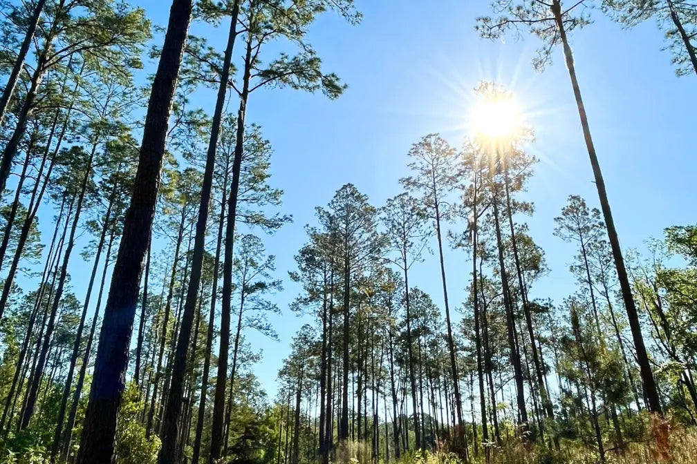 Photograph view of the of tall Pine trees in middle of a pine forest, clear blue sky taking up most of the image, with the sun shining through bright with rays just NE of the center